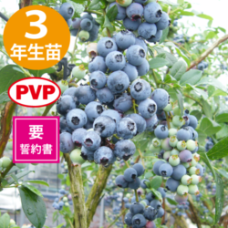 3ǯĢѥåȡSHϥ֥롼٥꡼