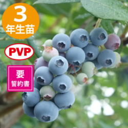 3ǯĢTH-605SHϥ֥롼٥꡼