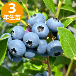 3ǯĢ֥롼쥫NHϥ֥롼٥꡼