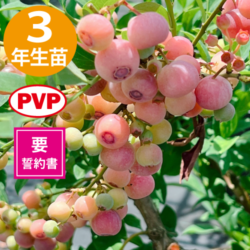 ブルーベリー　フロリダローズ　 苗　苗木　2本セット ≪3年生苗≫フロリダローズ【RE系ブルーベリー】