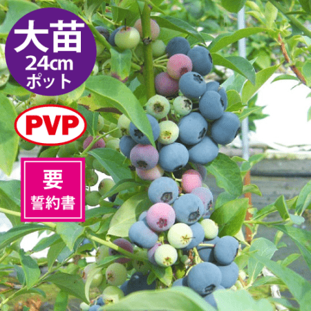 ≪大苗≫セイボリー24cmポット仕立て【RE系ブルーベリー】【送料込み】