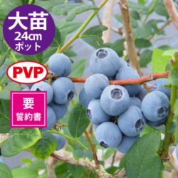 Ģ䥹ץ󥰥ϥ24cmݥåȻΩơSHϥ֥롼٥꡼ۡߡ