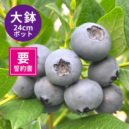 ブルーベリー苗 大鉢24cmポット仕立て
