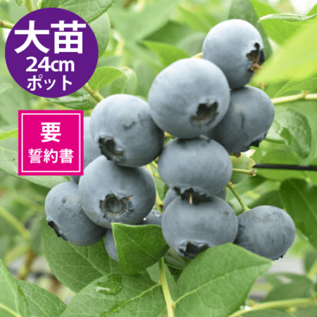 Ģ䥦󥶡24cmݥåȻΩơSHϥ֥롼٥꡼ۡߡ