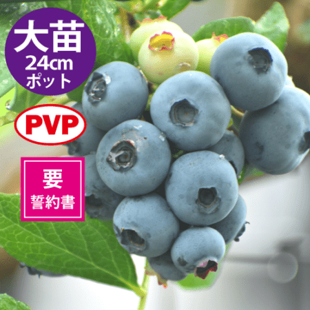 Ģ䥫ߡ24cmݥåȻΩơSHϥ֥롼٥꡼ۡߡ