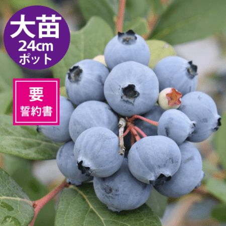 ≪大苗≫ジュエル24cmポット仕立て【SH系ブルーベリー】【送料込み】