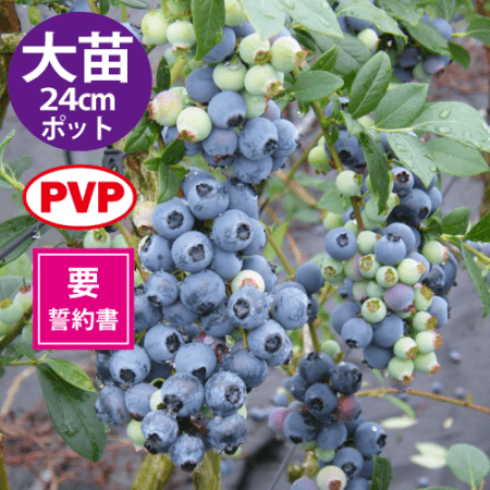 Ģѥåȡ24cmݥåȻΩơSHϥ֥롼٥꡼ۡߡ