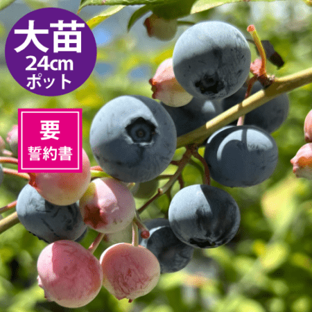 Ģ24cmݥåȻΩơREϥ֥롼٥꡼ۡߡ