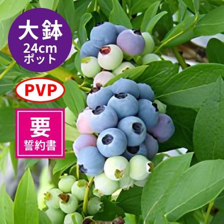 ����ȭ�䥹�ץ�󥰥磻��24cm�ݥåȻ�Ω�ơ�SH�ϥ֥롼�٥꡼�ۡ��������ߡ�