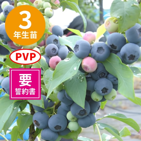 ��3ǯ���Ģ䥻���ܥ꡼ ��RE�ϥ֥롼�٥꡼��