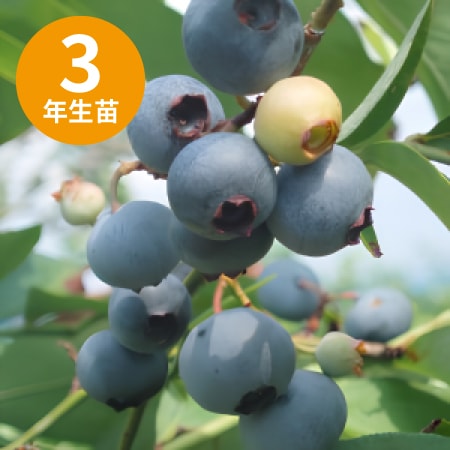 ��3ǯ���Ģ�Υӥꥹ(T-100) ��RE�ϥ֥롼�٥꡼��