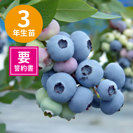 ��3ǯ���Ģ䥵����٥� ��SH�ϥ֥롼�٥꡼��
