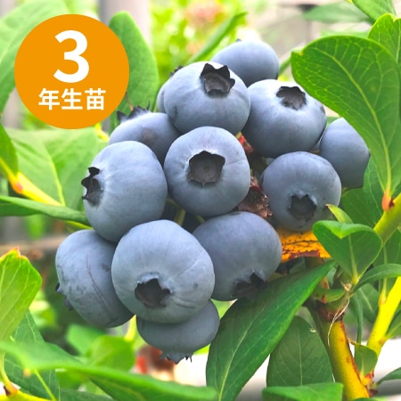 ��3ǯ���Ģ䥪�������ϥΡ��С� ��SH�ϥ֥롼�٥꡼��