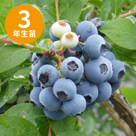 ��3ǯ���Ģ䥷�㡼�ץ֥롼 ��SH�ϥ֥롼�٥꡼��