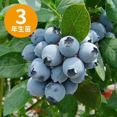 ��3ǯ���Ģ䥪������󥪥ˡ��� ��SH�ϥ֥롼�٥꡼��
