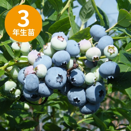 ��3ǯ���Ģ䥪������󥬥åץȥ� ��SH�ϥ֥롼�٥꡼��