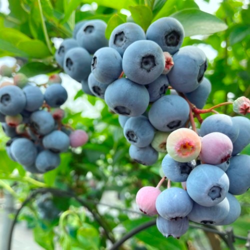 ������֥� ��RE�ϥ֥롼�٥꡼��2ǯ��������