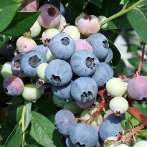 ���ץ�󥰥磻�� ��SH�ϥ֥롼�٥꡼��2ǯ��������