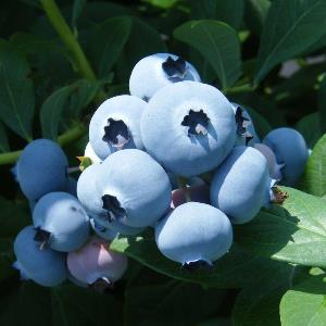 ��������󥪥ˡ��� ��SH�ϥ֥롼�٥꡼��2ǯ��������