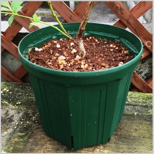 �Ȥ�Ǥ�ʤ��ݥå�CSM-75��ľ��7.5cm����å�ȭ��1600ȭ�� �ڥ᡼����ľ����