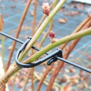 �֥롼�٥꡼��������1000������ˡ����̼��λޤ�磻�䡼��̵���ʤ�Ͷ������