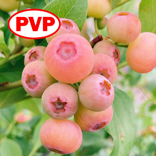 yoyoページ（グーズベリーブルー、ピンク） yoyoページ（グーズベリーブルー、ピンク） yoyoページ