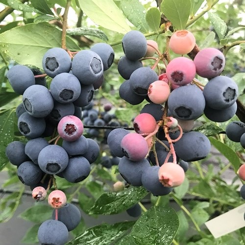 �ۥ�ȥ֥롼 ����ǥ� ��RE�ϥ֥롼�٥꡼��2ǯ��������