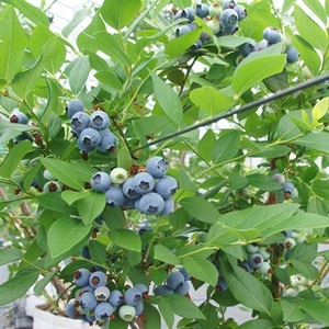 󥶡 SHϥ֥롼٥꡼2ǯ