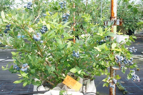 ٥ SHϥ֥롼٥꡼2ǯ