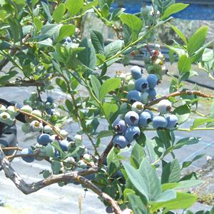 ��������󥪥ˡ��� ��SH�ϥ֥롼�٥꡼��2ǯ��������