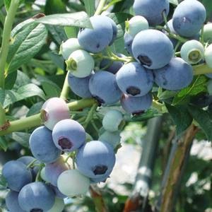 オーシャンエチョータ ﾉｰｻﾞﾝﾊｲﾌﾞｯｼｭ系ﾌﾞﾙｰﾍﾞﾘｰ ２年生苗相当