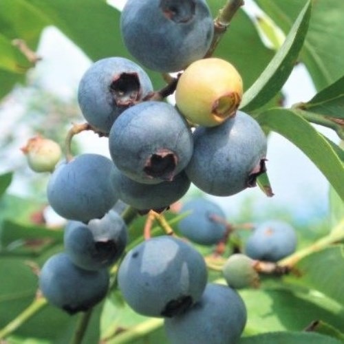 �Υӥꥹ(T-100) ��RE�ϥ֥롼�٥꡼��2ǯ��������