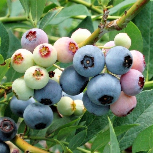 �Υӥꥹ(T-100) ��RE�ϥ֥롼�٥꡼��2ǯ��������