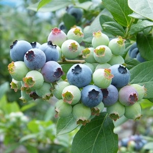 ѥåȡ SHϥ֥롼٥꡼2ǯ