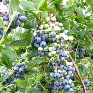 ߡ SHϥ֥롼٥꡼2ǯ