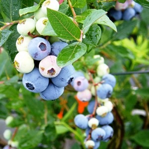 ٥ SHϥ֥롼٥꡼2ǯ