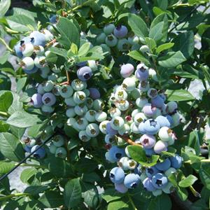 ��������󥪥ˡ��� ��SH�ϥ֥롼�٥꡼��2ǯ��������