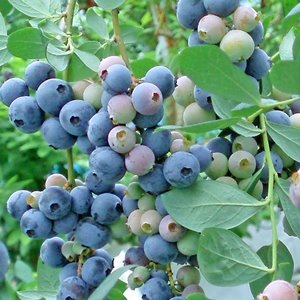 ��3ǯ���Ģ䥹�ץ�󥰥ϥ���SH�ϥ֥롼�٥꡼��