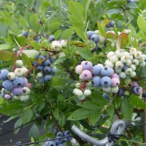 3ǯĢ䥹ץ󥰥磻ɡSHϥ֥롼٥꡼