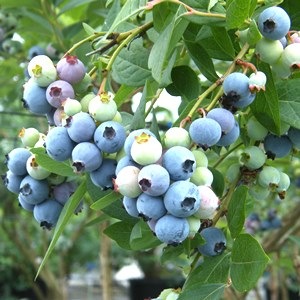 3ǯĢ䥸奨 SHϥ֥롼٥꡼