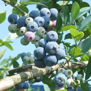 ��3ǯ���Ģ�С��Υ��RE�ϥ֥롼�٥꡼��