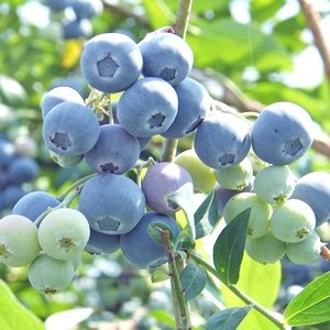 ��3ǯ���Ģ�С��Υ��RE�ϥ֥롼�٥꡼��