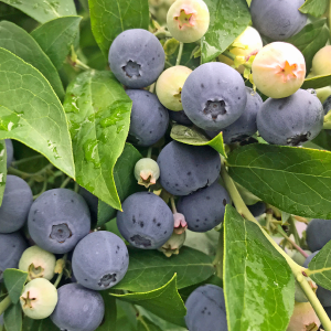 ��3ǯ���Ģ�С��Υ��RE�ϥ֥롼�٥꡼��