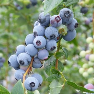 ��3ǯ���Ģ�ѥ��åȡ���SH�ϥ֥롼�٥꡼��