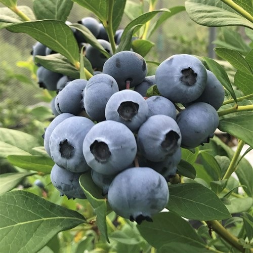 ���������ϥΡ��С� ��SH�ϥ֥롼�٥꡼��2ǯ��������