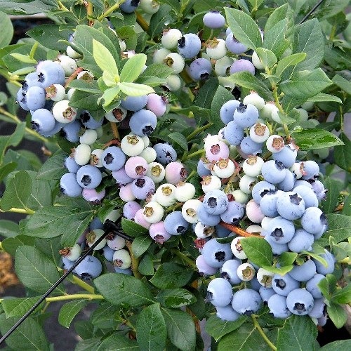 ���������ϥΡ��С� ��SH�ϥ֥롼�٥꡼��2ǯ��������