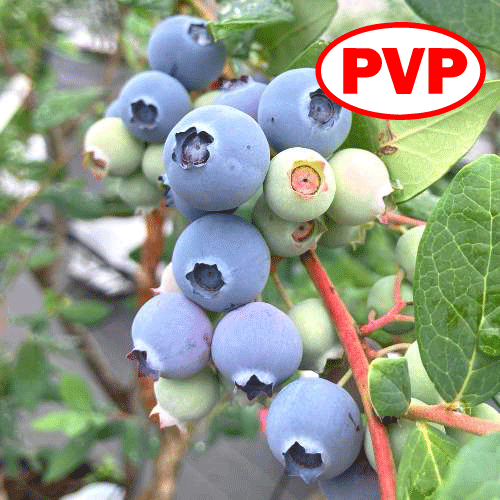 ��3ǯ���Ģ�TH-605��SH�ϥ֥롼�٥꡼��