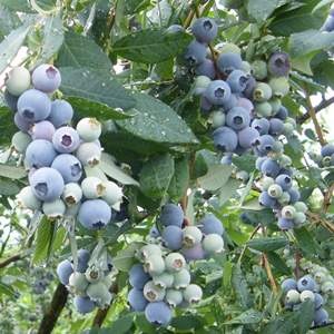 ��3ǯ���Ģ�TH-605��SH�ϥ֥롼�٥꡼��