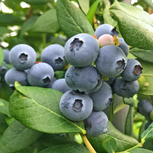 ��3ǯ���Ģ�TH-605��SH�ϥ֥롼�٥꡼��