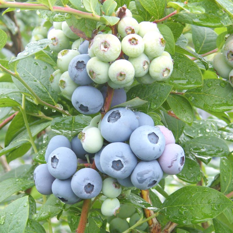 ޥΥꥢ SHϥ֥롼٥꡼2ǯ